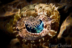 Crocodile Fish Eye by Tony Cherbas 